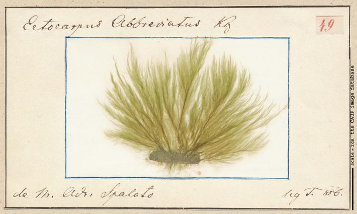 Ectocarpus fasciculatus.jpg